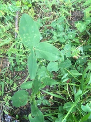 Trifolium hybridum