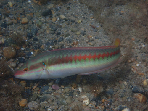 Mediterranean Rainbow Wrasse