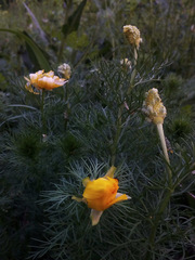 Adonis vernalis