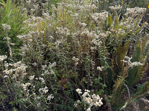 pearly everlasting