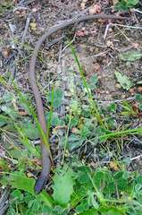 Delma australis
