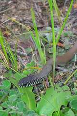 Delma australis