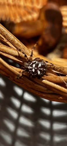 Four-spot Orbweaver