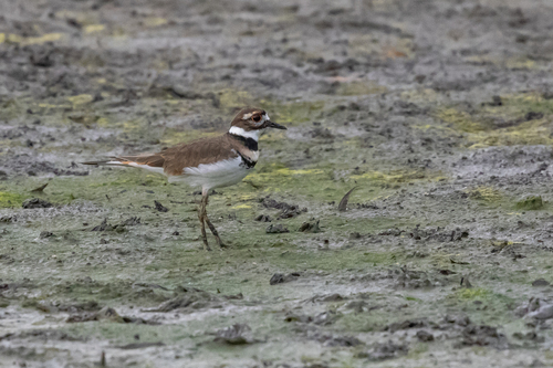 Killdeer