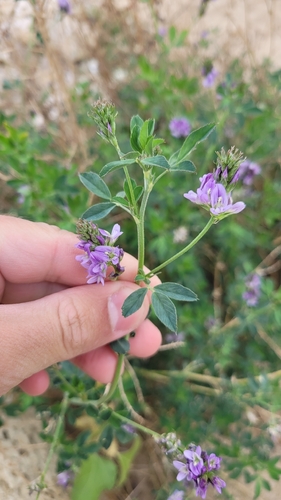 Alfalfa