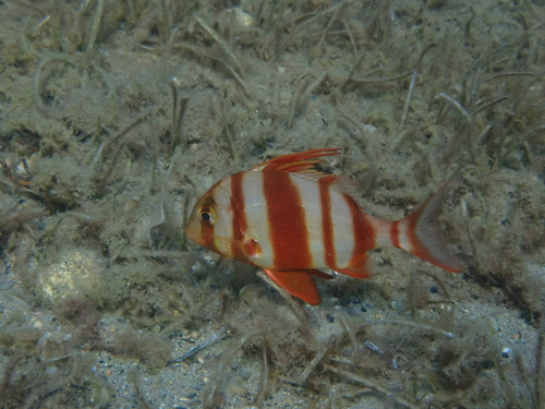 Red-banded Seabream