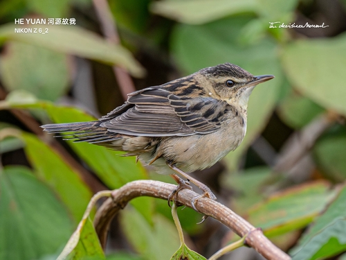Pallas's Grasshopper Warbler