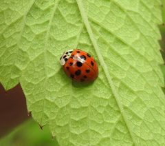 Harmonia axyridis