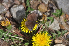 Erynnis brizo