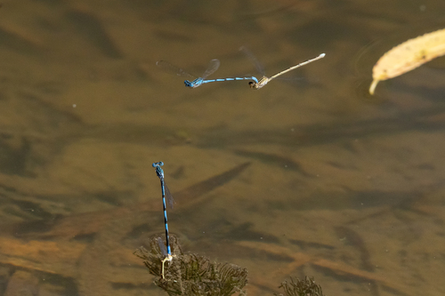 Double-striped Bluet