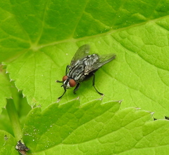 Diptera