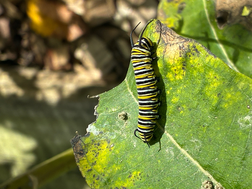 Monarch