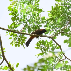 Pterorhinus ruficollis