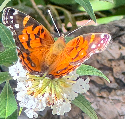 American Lady