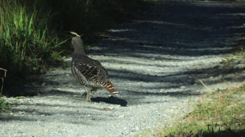 Western Capercaillie