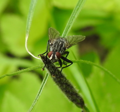 Diptera
