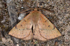 Anthela repleta