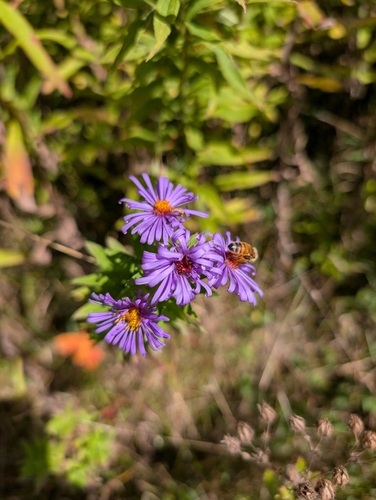 Western Honey Bee
