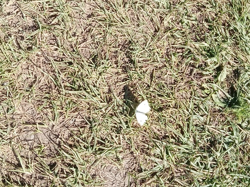 Small White