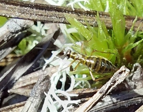 Snow Scorpionfly