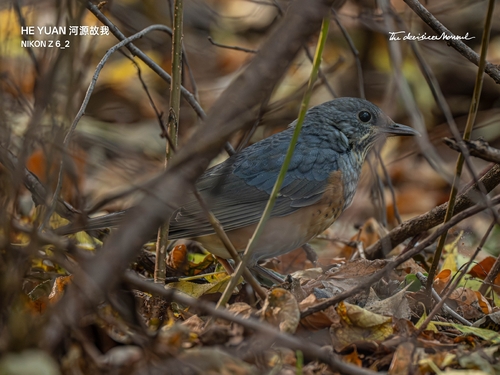 Grey-backed Thrush
