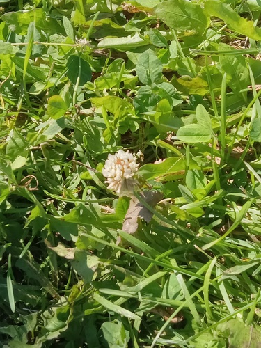 white clover