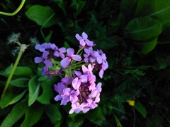 Hesperis