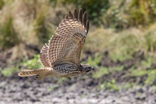Red-shouldered Hawk