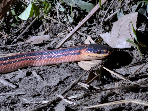 Photo of a Three-striped Ground Snake (Pseudoxyrhopus tritaeniatus)