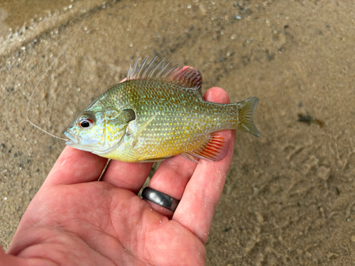 Plains Longear Sunfish