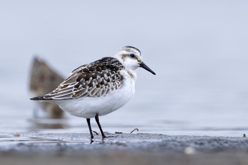 Sanderling