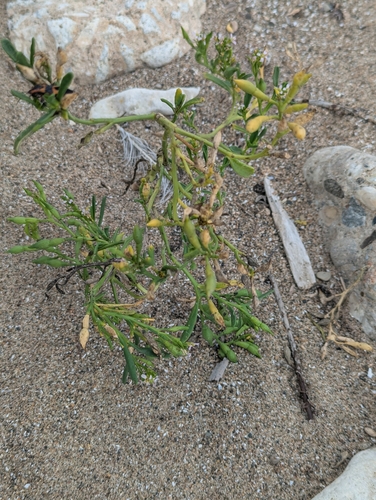 Cakile edentula