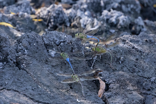 Common Green Darner