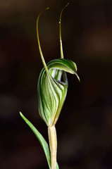 Pterostylis striata