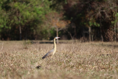 Whistling Heron