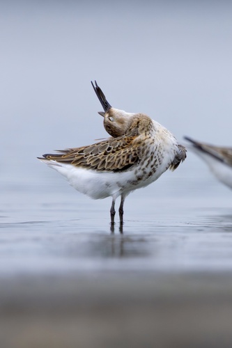 Dunlin