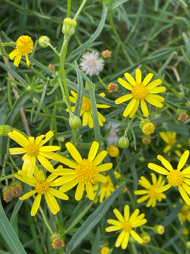 Narrow-leaved Ragwort