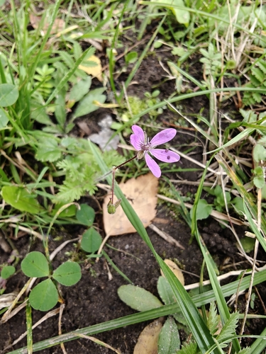 Redstem Stork's-bill