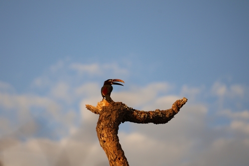 Chestnut-eared Aracari