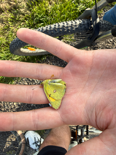 Clouded Yellow