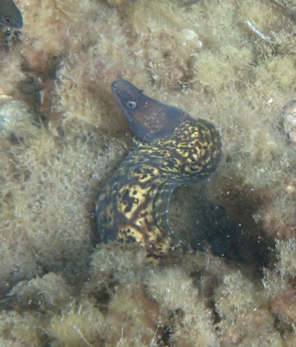 Mediterranean Moray
