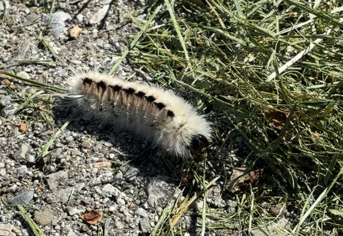 Hickory Tussock Moth