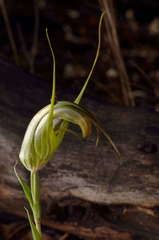 Pterostylis ampliata