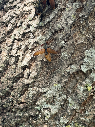 Cedar Beetle