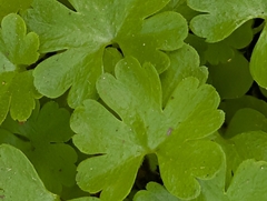 Geranium lucidum