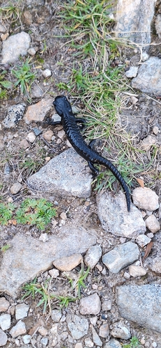 Alpine Salamander