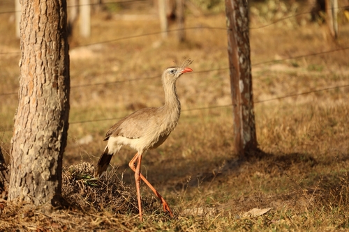 Red-legged Seriema