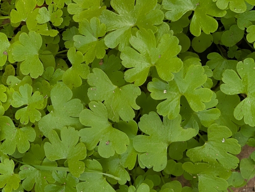 Geranium lucidum, photograph 1