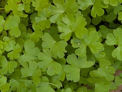 Geranium lucidum, photograph author not stated, no rights reserved