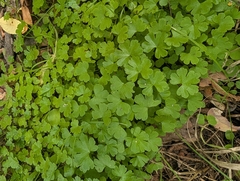 Geranium lucidum, photograph author not stated, no rights reserved